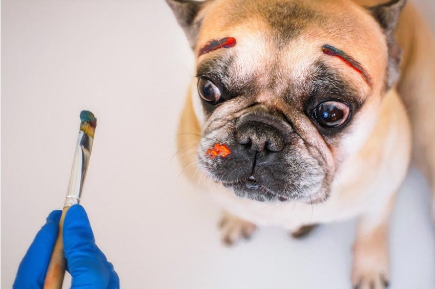 Art of Dog Face Painting Unleashed!