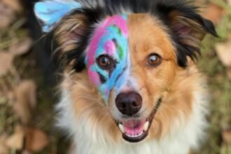 Bark-tastic Artistry: Insider Tips for a Tail-Wagging Dog Face Painting Experience!