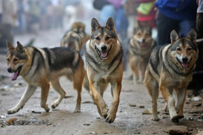 Caught on Tape: Brave Escapes and Near Misses - Ghaziabad Apartment Complex Under Siege by Stray Dog Pack!