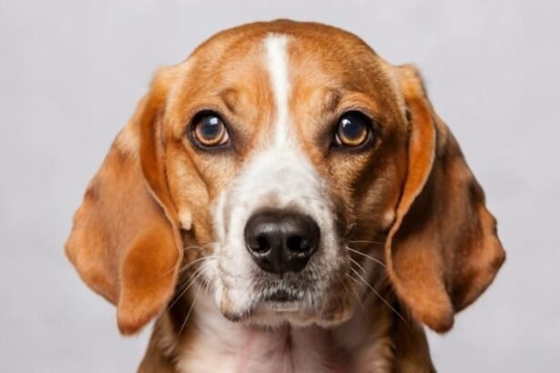 How Beagle Face Paint Can Turn Your Pet into a Canine Canvas