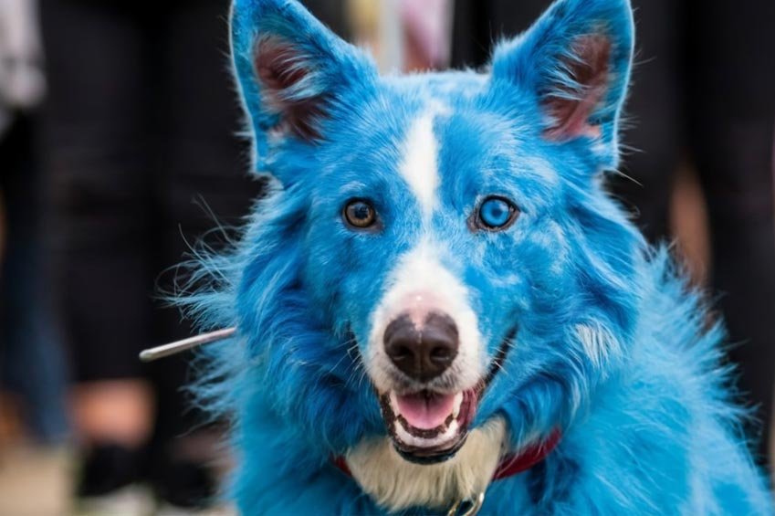 Navigating the Choreography of Blue Dog Face Paint Extravaganza