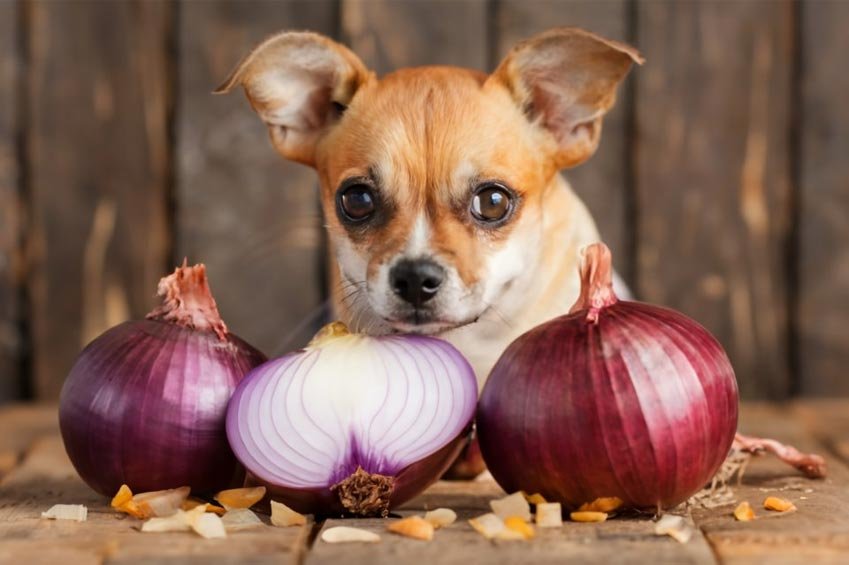 Onions and Dogs: Unveiling the Hidden Dangers for Your Pup!