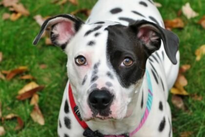 Pawsitively Fabulous: Dive into the World of 101 Dalmatians Face Paint for Dogs