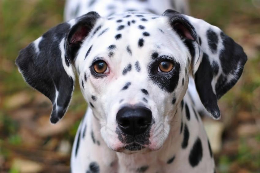 Pawsitively Stunning: Adult Dalmatian Face Paint Inspiration Guide!