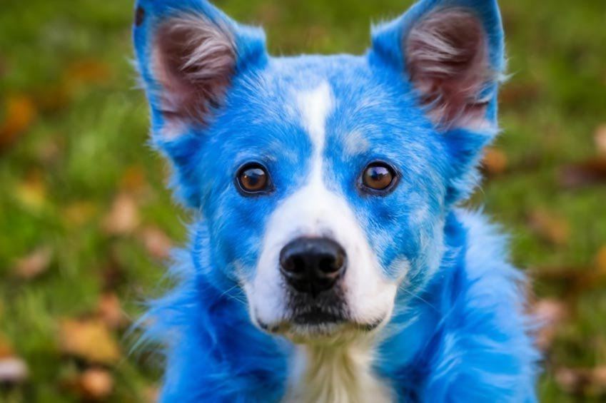 Pawsitively Stunning: The Ultimate Guide to Blue Dog Face Paint Magic!