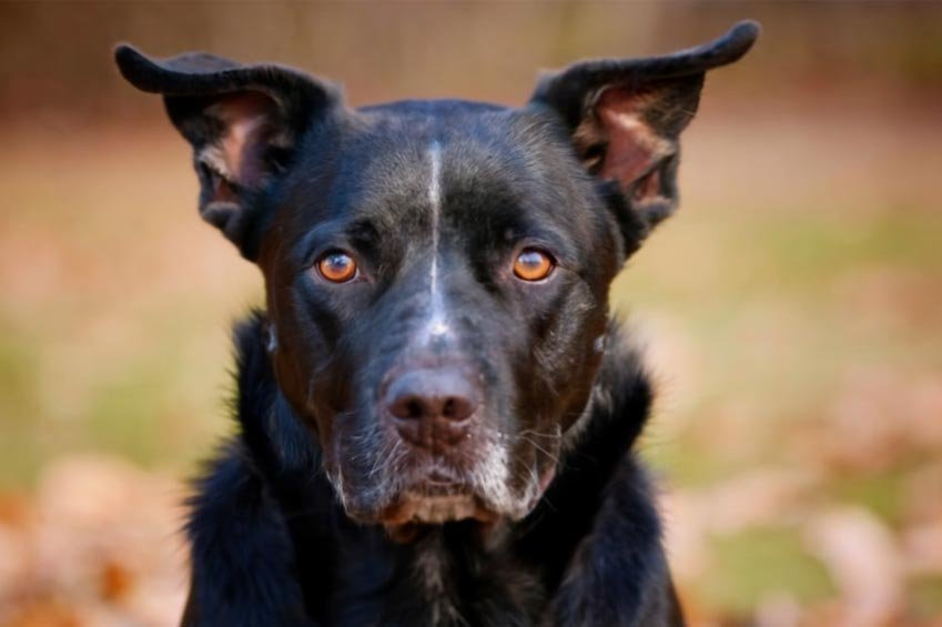 The Enigmatic Charisma of Black Dog Face Pain