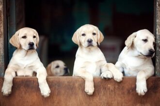 Unlocking the Secret to Human Longevity: The Surprising Link Between Dog Lifespan and Ours