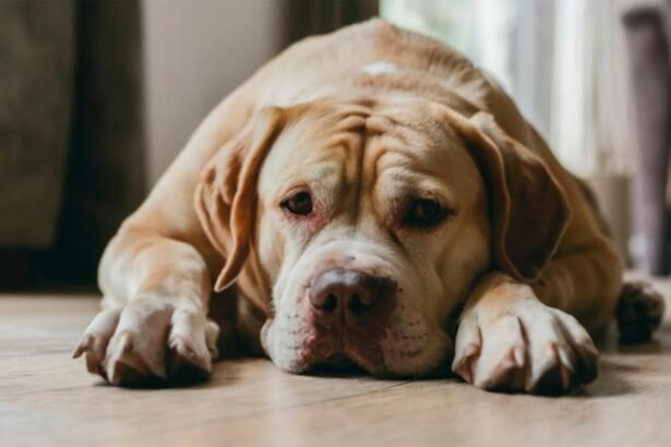 Unveiling the Silent Struggle: Signs Your Dog Might Be Battling Depression