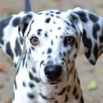 Dalmatian Dog Face Paint: Step-by-Step Guide