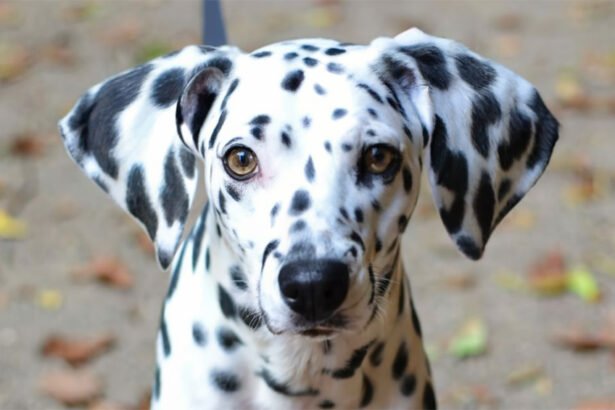 Dalmatian Dog Face Paint: Step-by-Step Guide