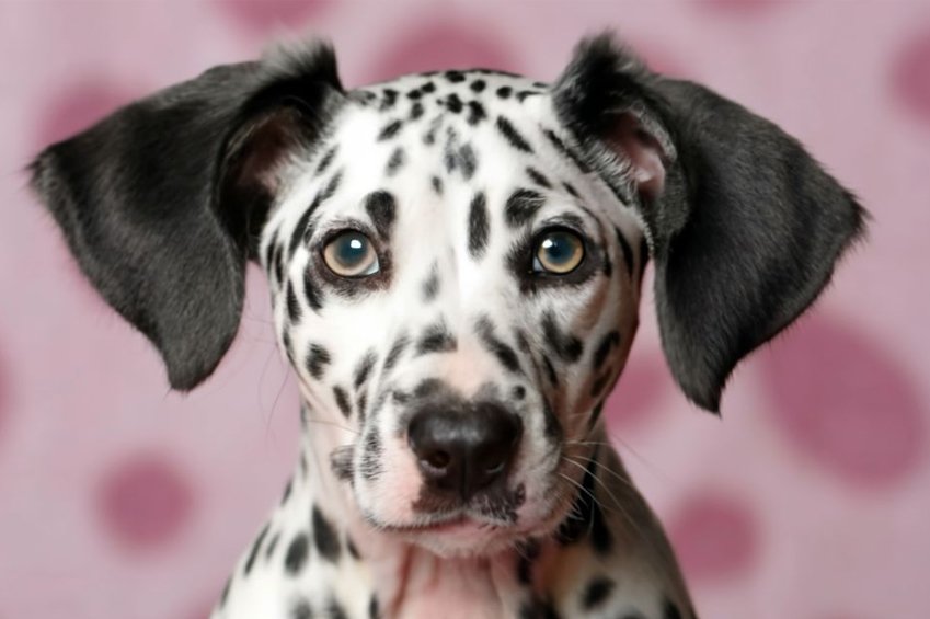 Dazzle with Dalmatian Dog Face Paint