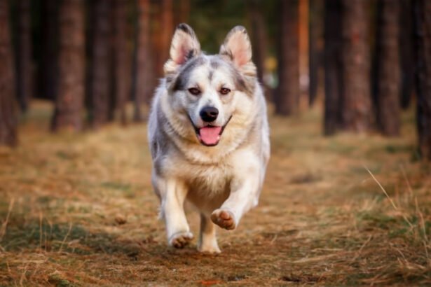 From Fluffy Companions to Fearless Guardians: Exploring the Diverse World of Dog Breeds