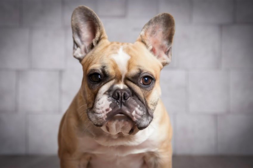 Understanding the French Bull dogs