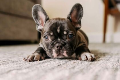 create a image for From Playful to Paw-some The Ultimate Guide to French Bull dog Puppies Care