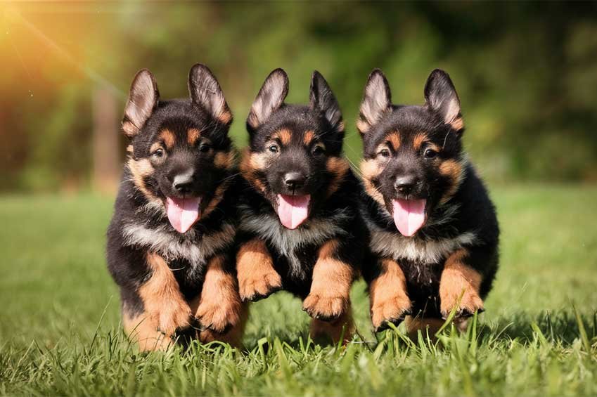 nfectious playfulness and Energy German shepherd Puppies